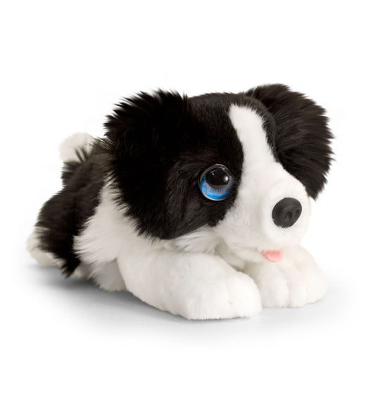 Border Collie Pup